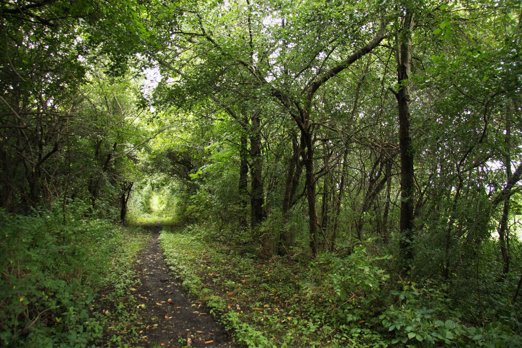 Railroad-Bed-Trail_Genesse-Valley-Conservancy.jpg